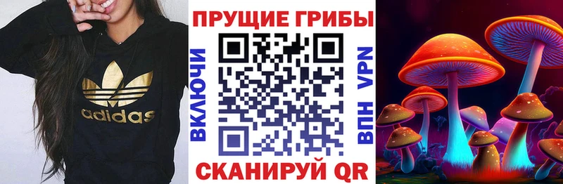 Галлюциногенные грибы Psilocybine cubensis  Кинешма 